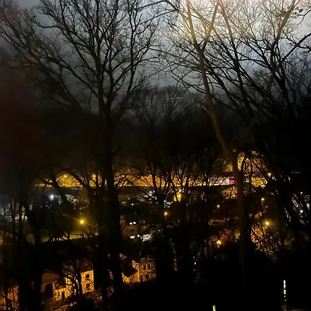 Séneçon Des Bois 08