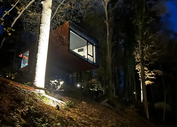 Séneçon Des Bois 08 * La-Roche-en-Ardenne